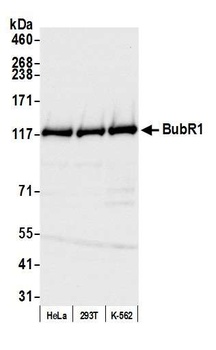 Rabbit anti-BubR1 Antibody