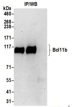 Rabbit anti-Bcl11b Antibody