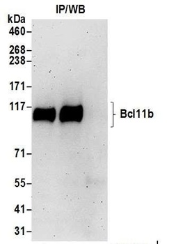 Bcl11b Antibody