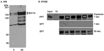 Rabbit anti-Bcl11b Antibody