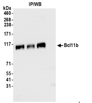Rabbit anti-Bcl11b Antibody