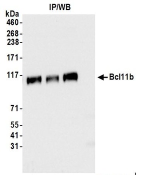 Bcl11b Antibody