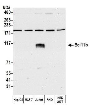 Rabbit anti-Bcl11b Antibody