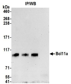 Bcl11a Antibody