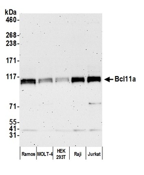 Bcl11a Antibody