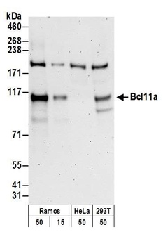 Bcl11a Antibody