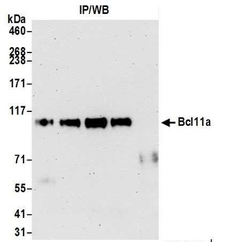 Rabbit anti-Bcl11a Antibody