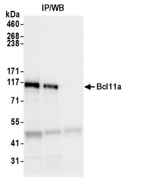 Bcl11a Antibody