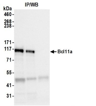 Rabbit anti-Bcl11a Antibody