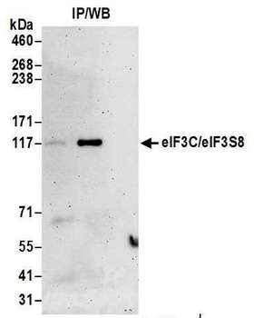 Rabbit anti-eIF3C/eIF3S8 Antibody