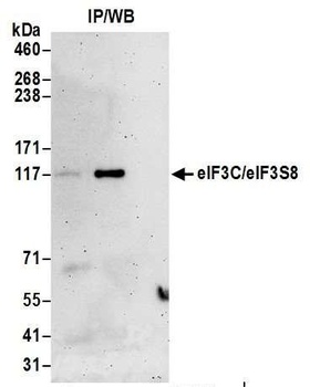 eIF3C/eIF3S8 Antibody