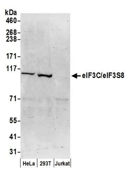Rabbit anti-eIF3C/eIF3S8 Antibody