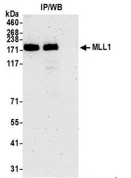 MLL1 Antibody