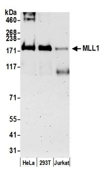 Rabbit MLL1 Antibody