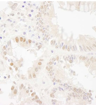 Rabbit anti-Bub1 Antibody