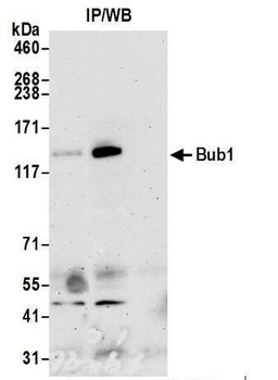Rabbit anti-Bub1 Antibody