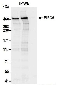 BIRC6/Apollon Antibody