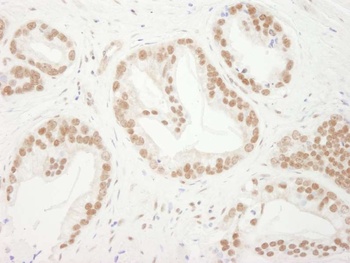 Rabbit anti-Bub3 Antibody