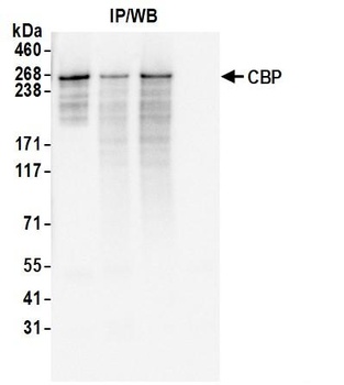 Rabbit CBP Antibody