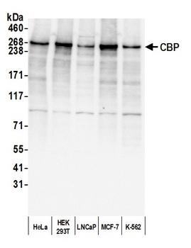 Rabbit CBP Antibody