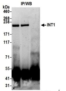 Rabbit anti-INT1 Antibody