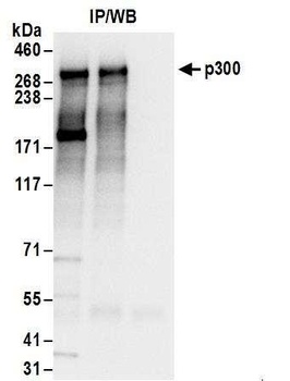 p300 Antibody