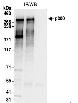 Rabbit anti-p300 Antibody