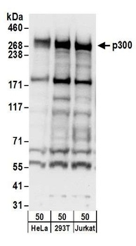 Rabbit anti-p300 Antibody