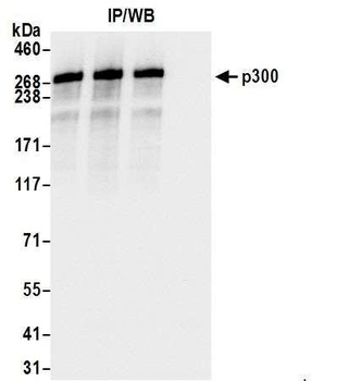 Rabbit anti-p300 Antibody