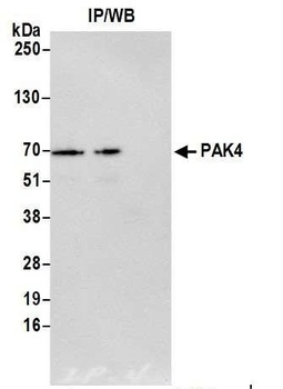 Rabbit anti-PAK4 Antibody