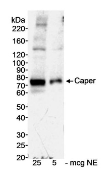 Caper Antibody