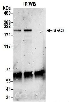 SRC3 Antibody