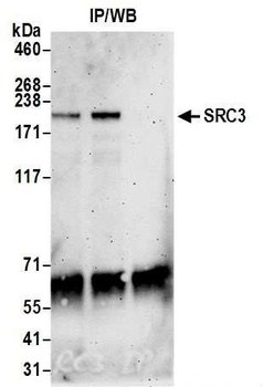 Rabbit SRC3 Antibody
