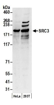 Rabbit SRC3 Antibody