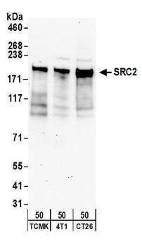 NCOA2/SRC2 Antibody