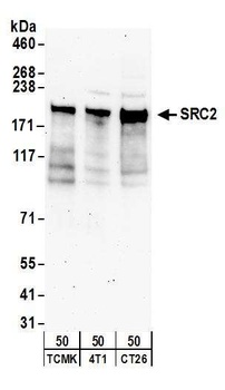 Rabbit anti-NCOA2/SRC2 Antibody