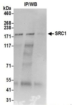 SRC1 Antibody