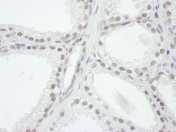 Rabbit anti-SRC1 Antibody