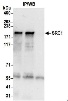 Rabbit anti-SRC1 Antibody