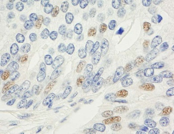 Rabbit anti-MAD1 Antibody