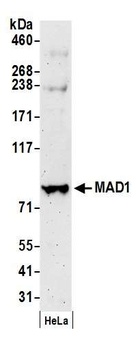 Rabbit anti-MAD1 Antibody