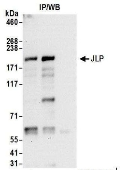 JLP Antibody