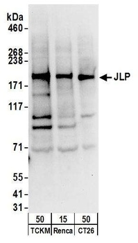 JLP Antibody