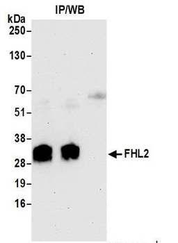 Rabbit anti-FHL2 Antibody