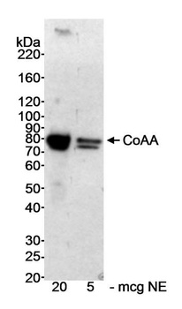 CoAA Antibody