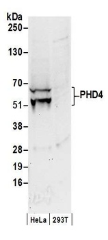 PHD4 Antibody