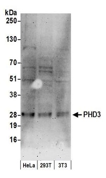 Rabbit PHD3 Antibody