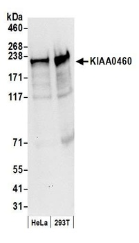 Goat anti-KIAA0460 Antibody