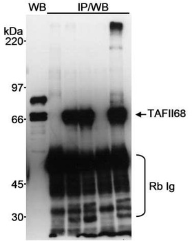 Rabbit TAFII68 Antibody