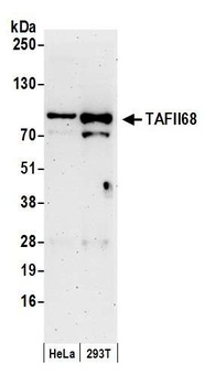 Rabbit TAFII68 Antibody
